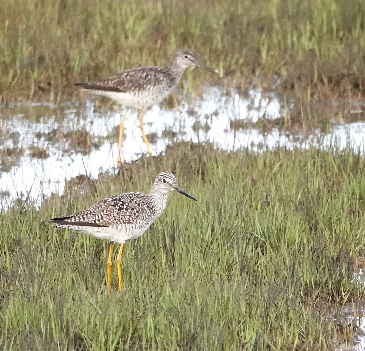 Greater Yellowlegs - ML618906015