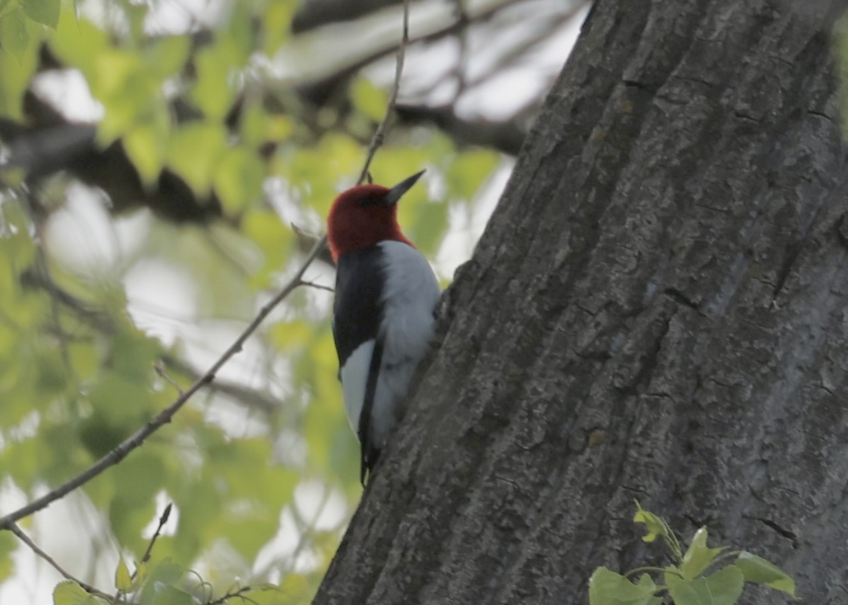 Red-headed Woodpecker - ML618906018