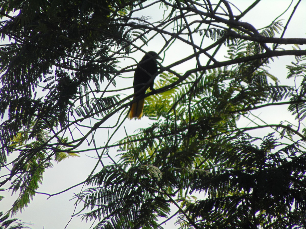 Crested Oropendola - ML618906061