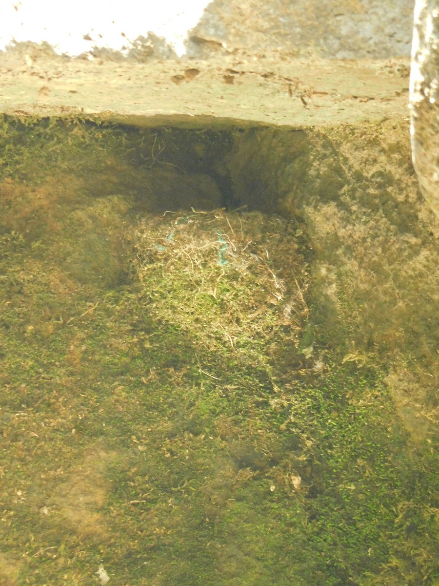 Spot-fronted Swift - Ariel Fonseca