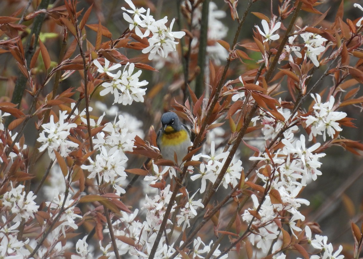 Northern Parula - Trish Berube