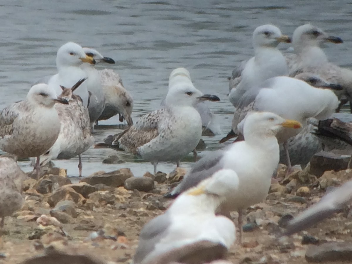 Caspian Gull - David Campbell