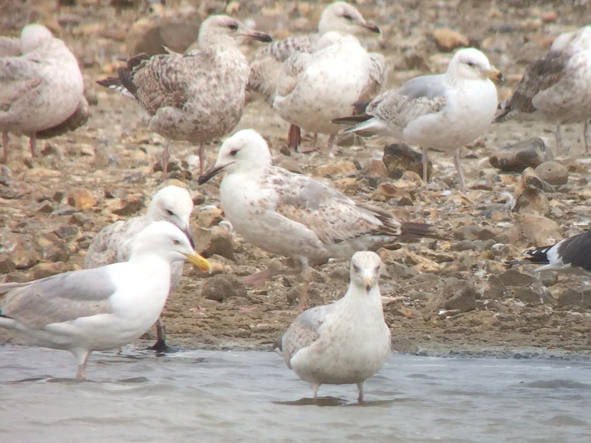 Caspian Gull - David Campbell