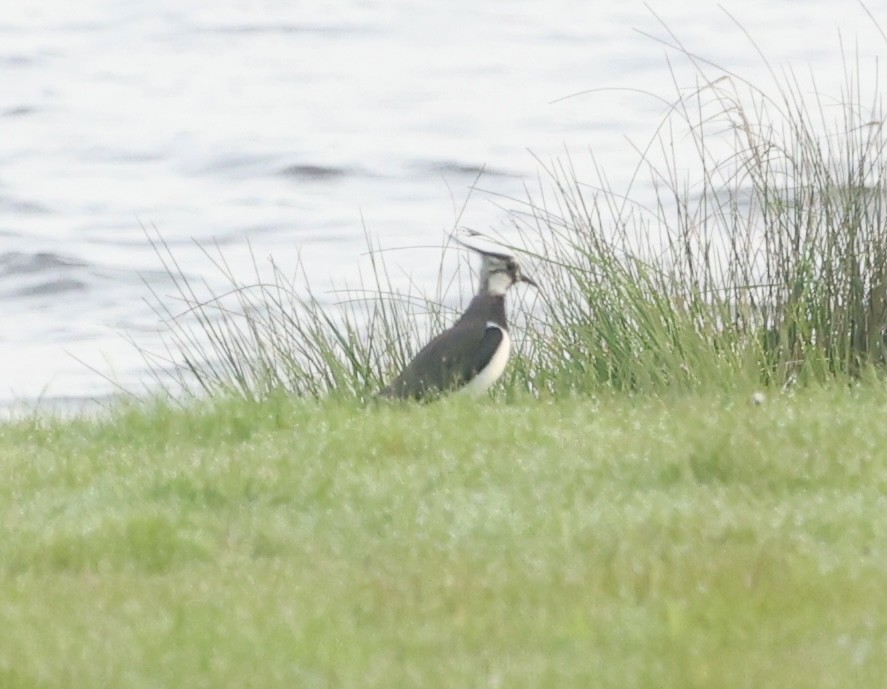 Northern Lapwing - Tyler Atkinson