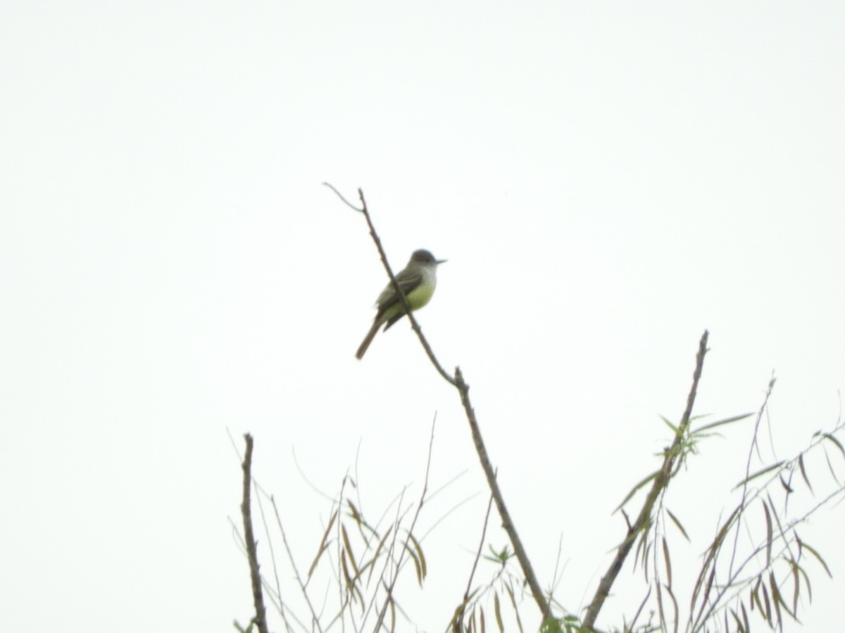 Dusky-capped Flycatcher - Pablo Mealla