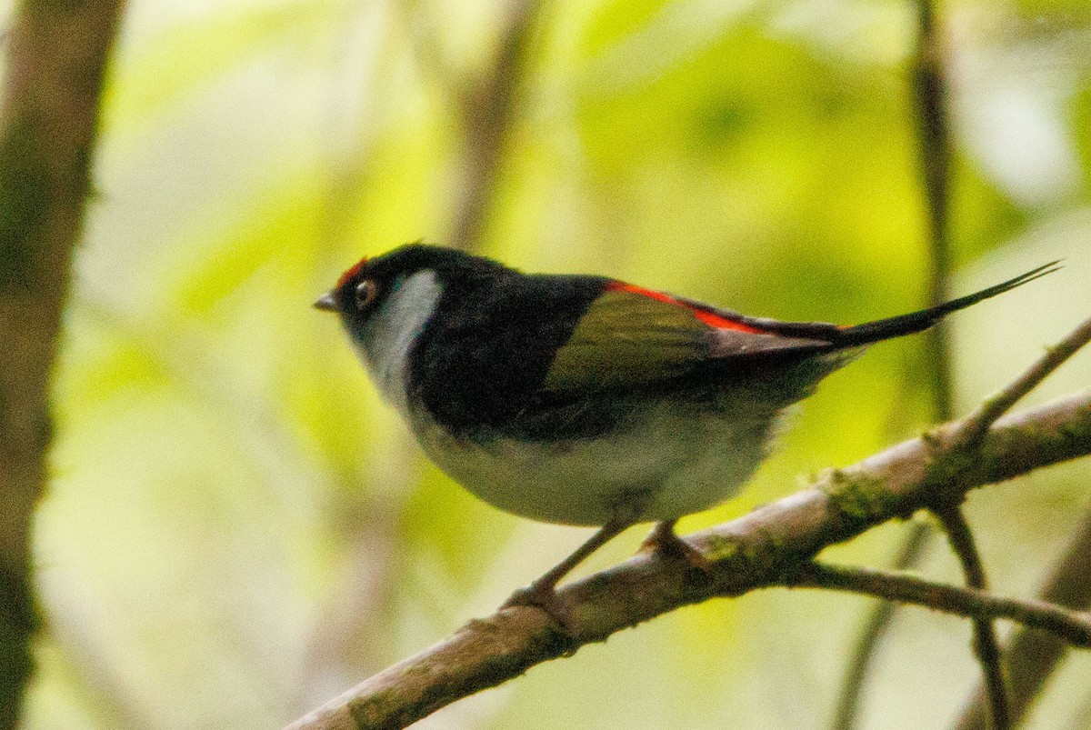 Pin-tailed Manakin - Augusto Rodi