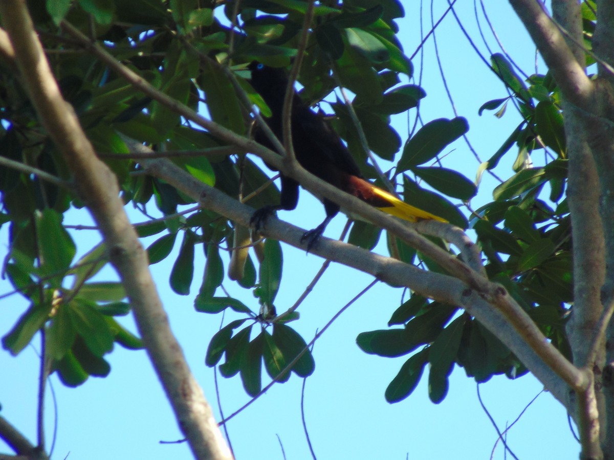 Crested Oropendola - ML618906127