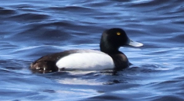 Greater Scaup - ML618906130