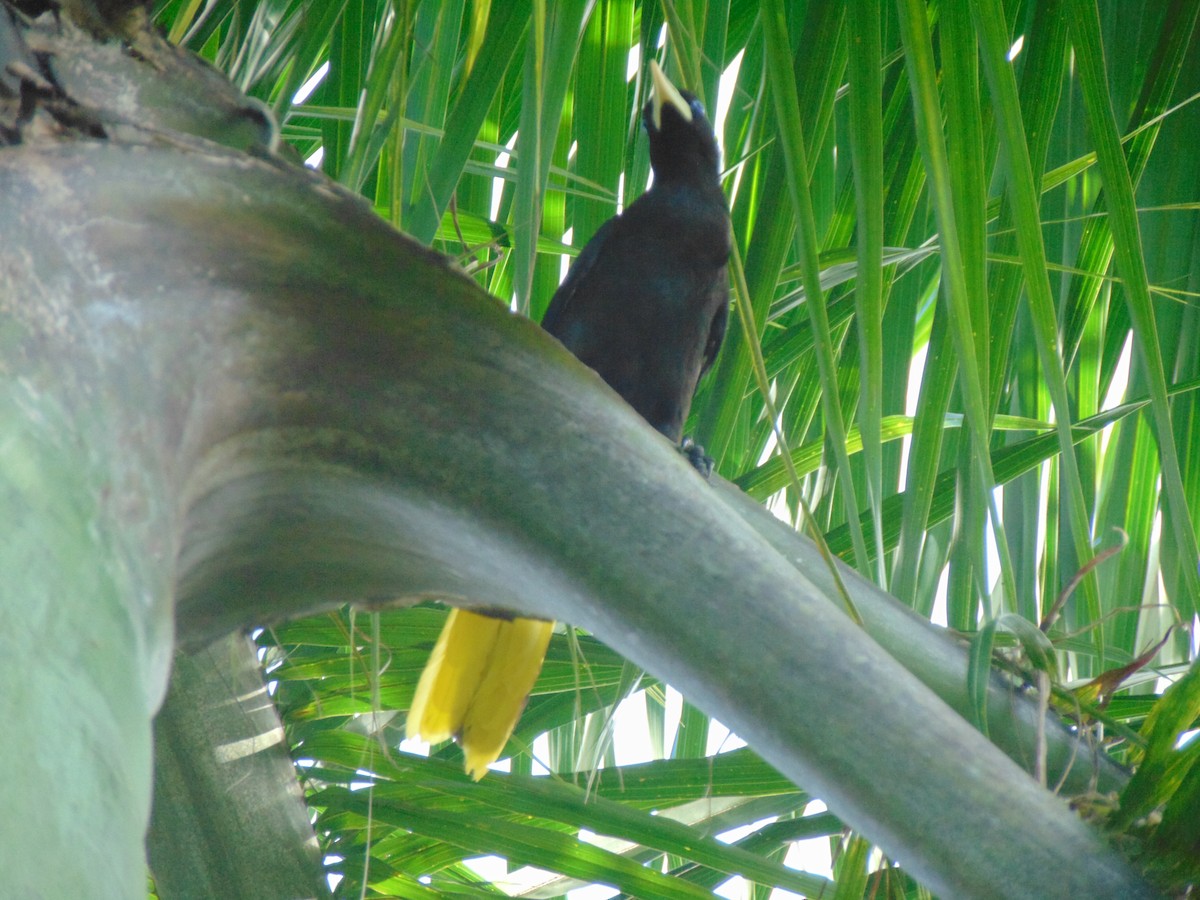 Crested Oropendola - ML618906141