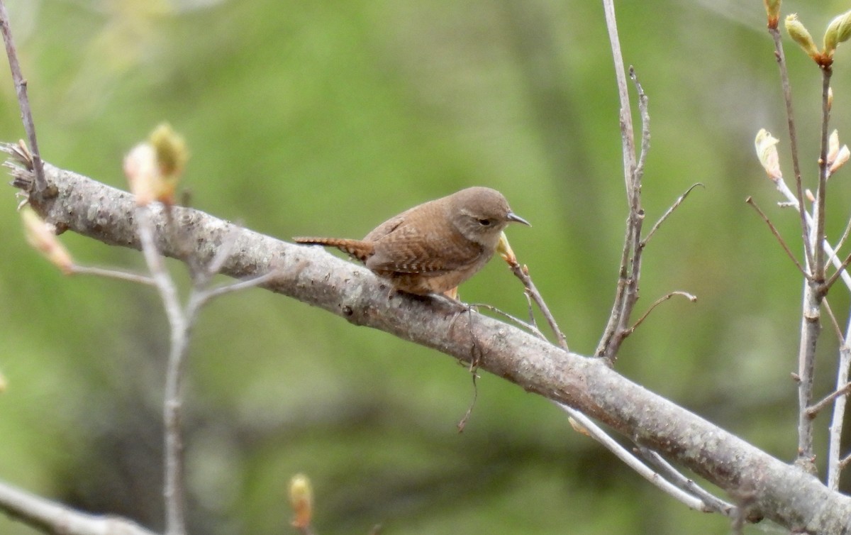 House Wren - Trish Berube