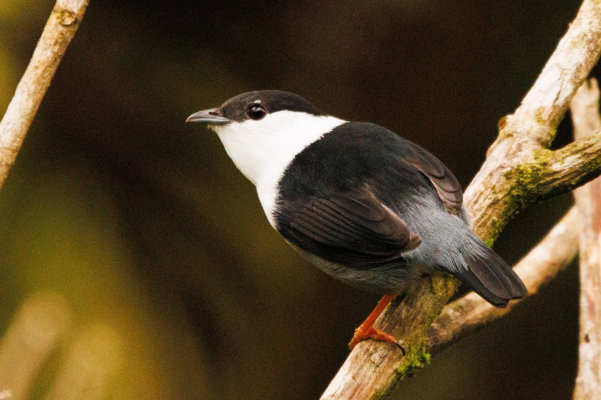 White-bearded Manakin - Augusto Rodi