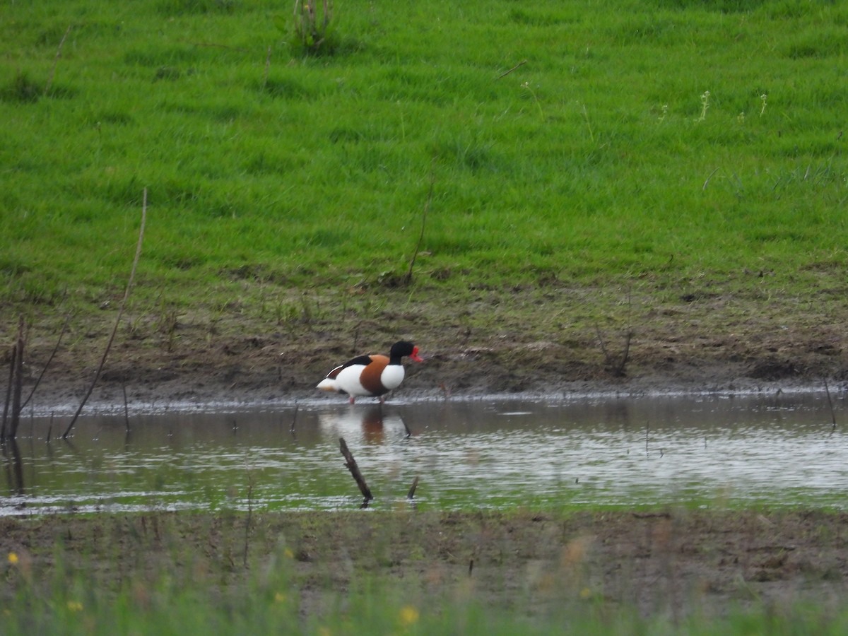 Common Shelduck - Tom Parkinson