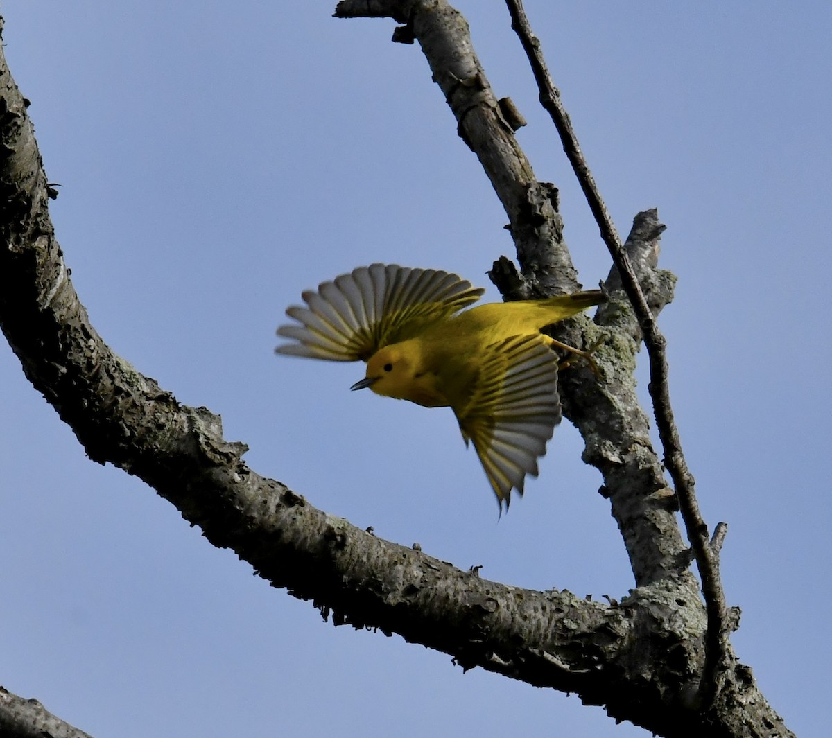 Yellow Warbler - ML618906165