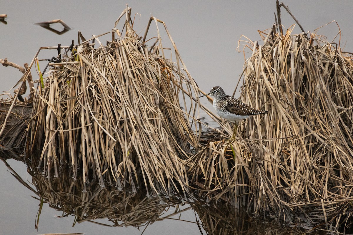 Spotted Sandpiper - ML618906172