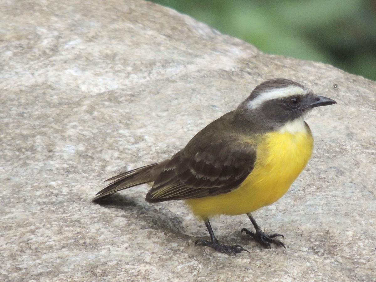 Social Flycatcher - Carolina Dávila