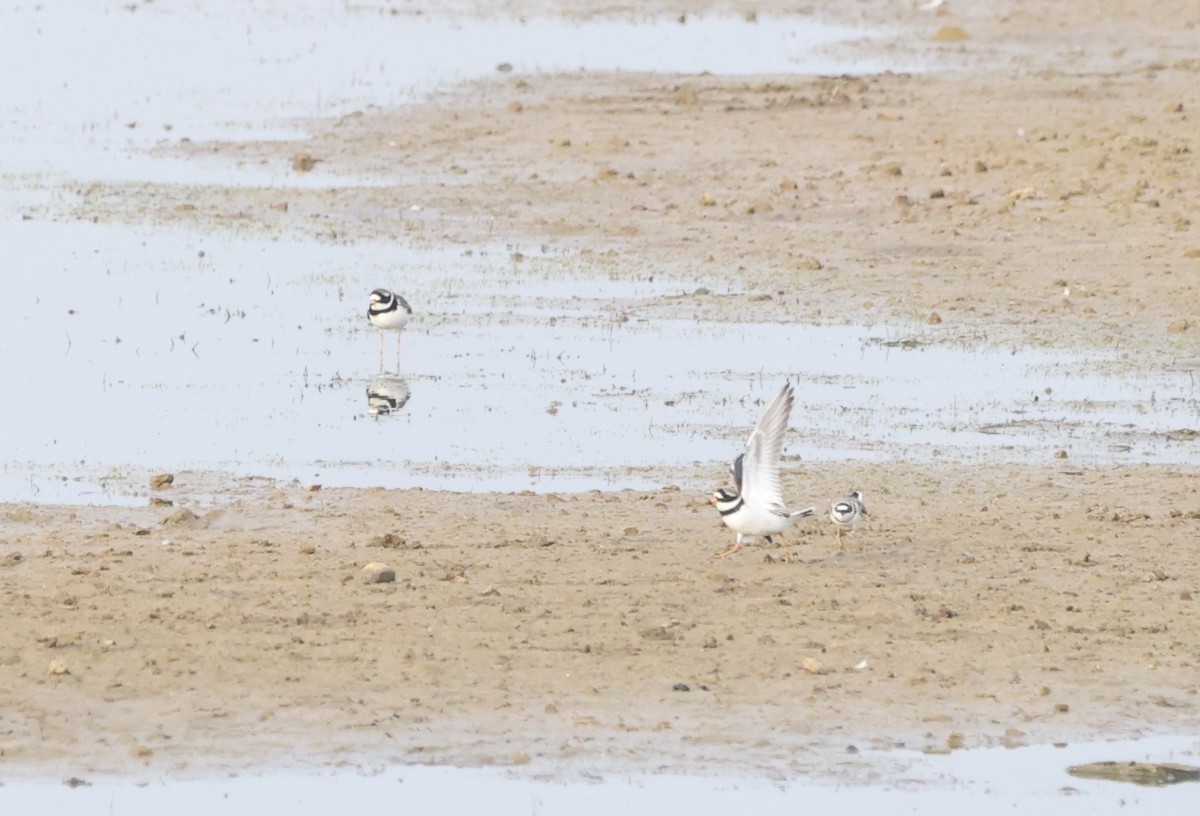 Common Ringed Plover - Tyler Atkinson