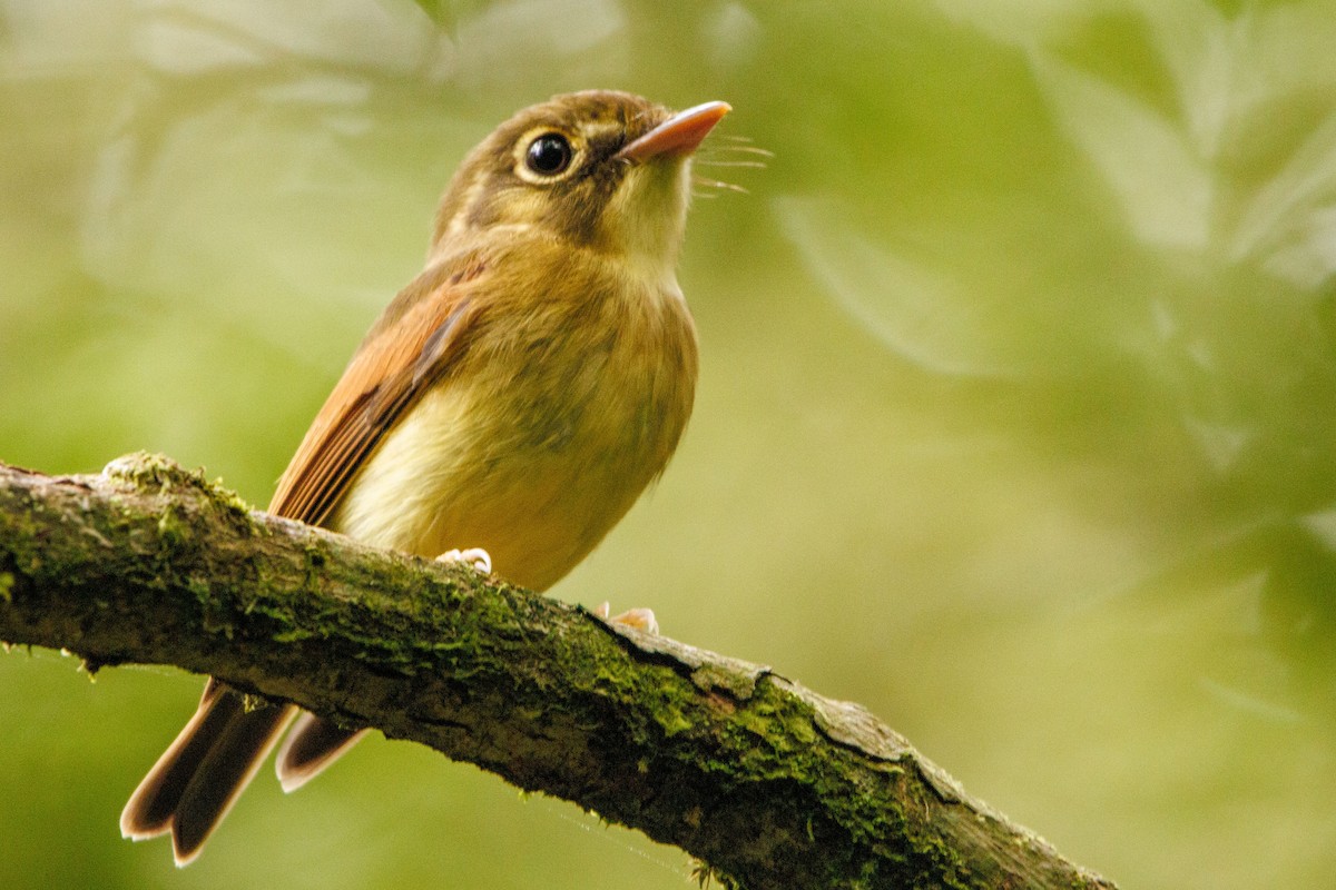 Russet-winged Spadebill - Augusto Rodi