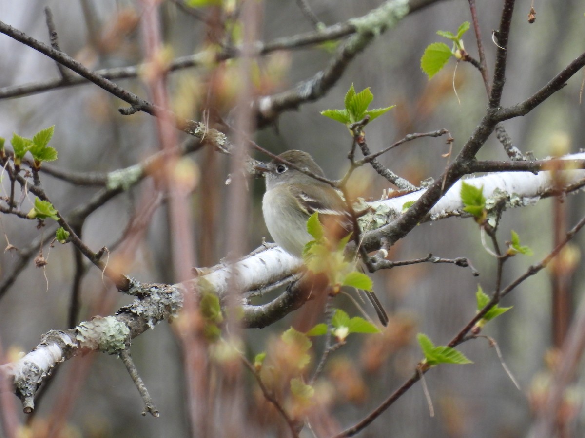 Least Flycatcher - Trish Berube