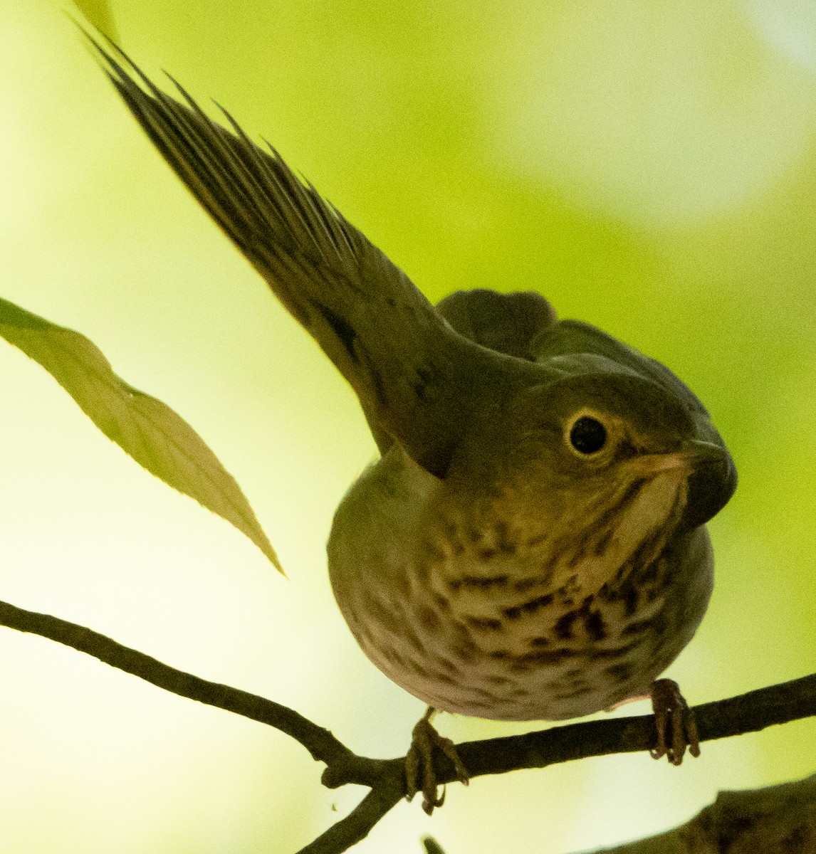 Swainson's Thrush - ML618906204