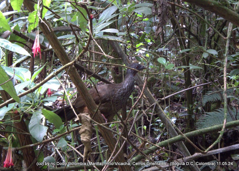 Andean Guan - Maritta (Dodo Colombia)