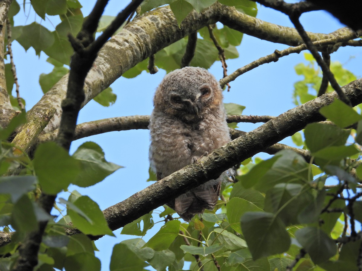 Tawny Owl - Tom Parkinson