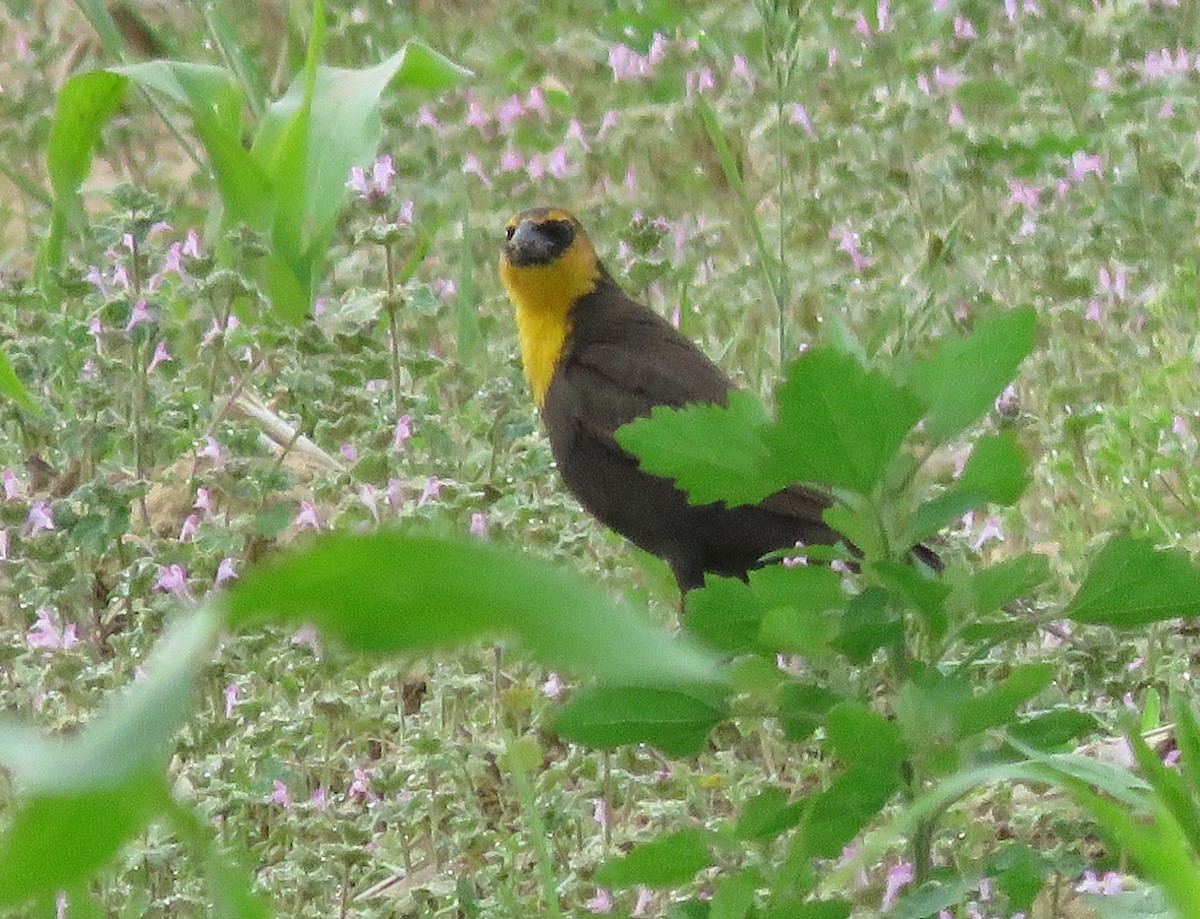 Yellow-headed Blackbird - Todd Ballinger