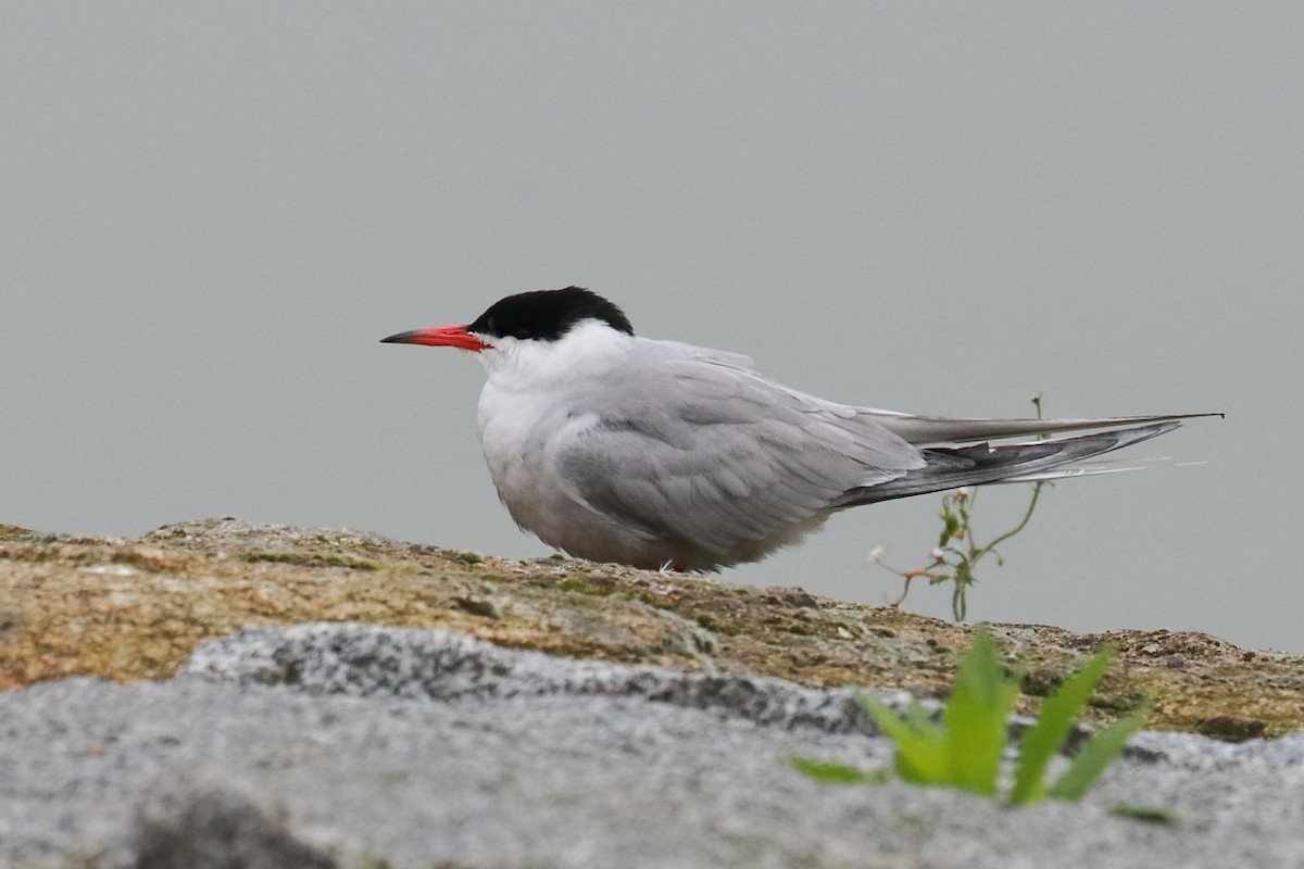 Common Tern - António Gonçalves