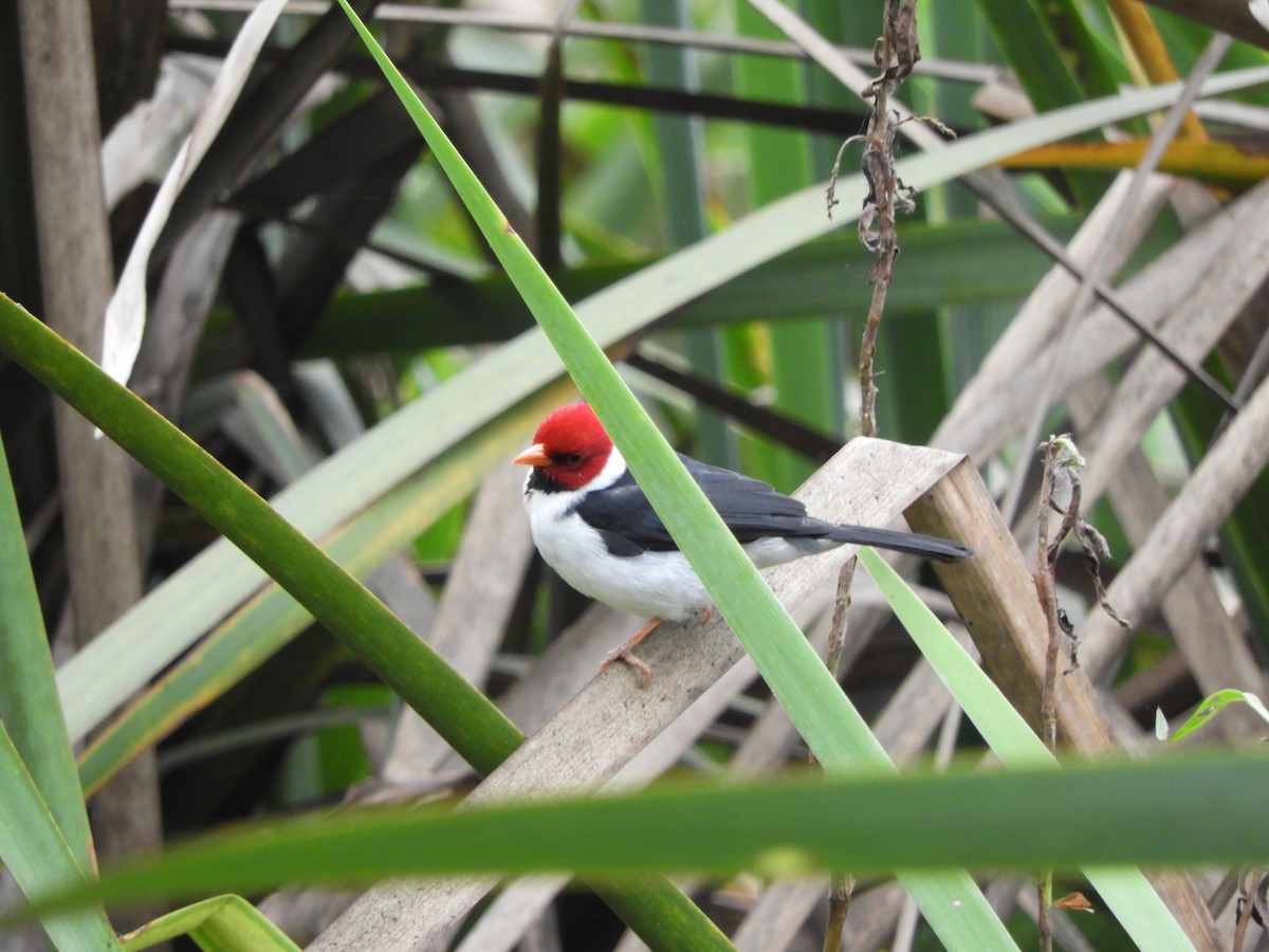 Yellow-billed Cardinal - ML618906251