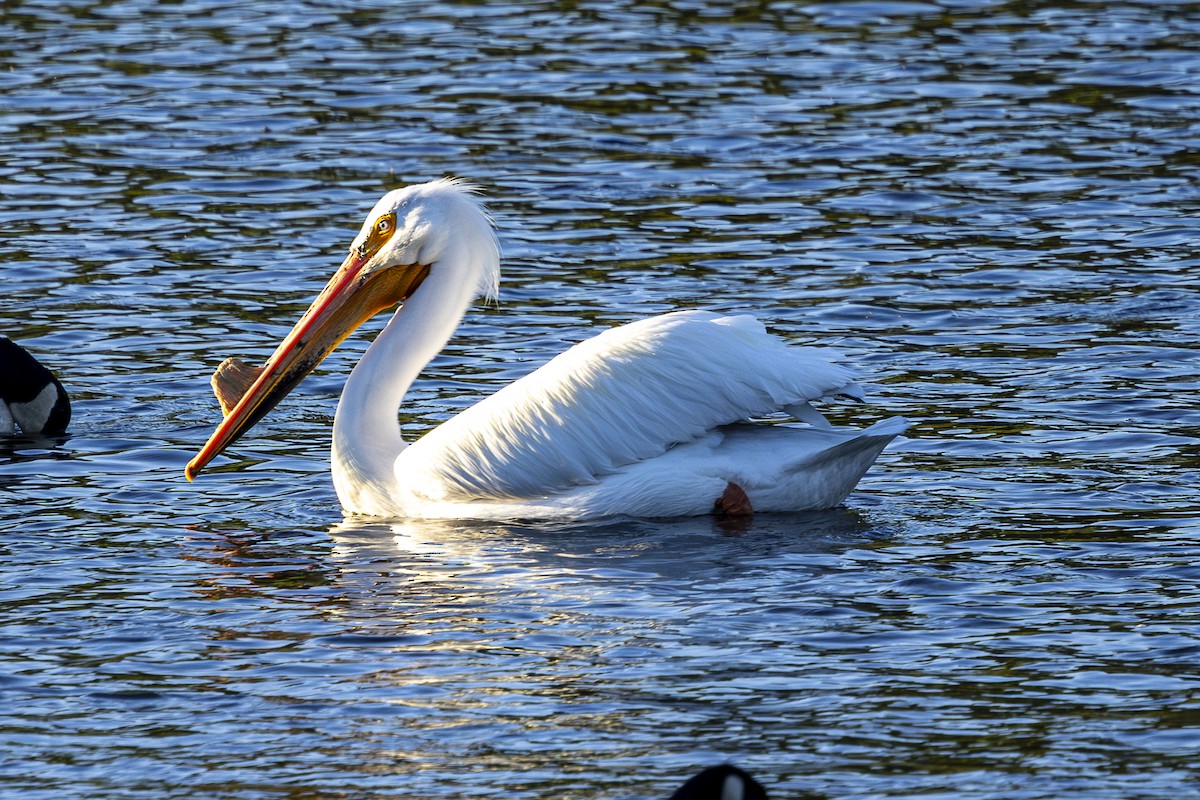 American White Pelican - ML618906255