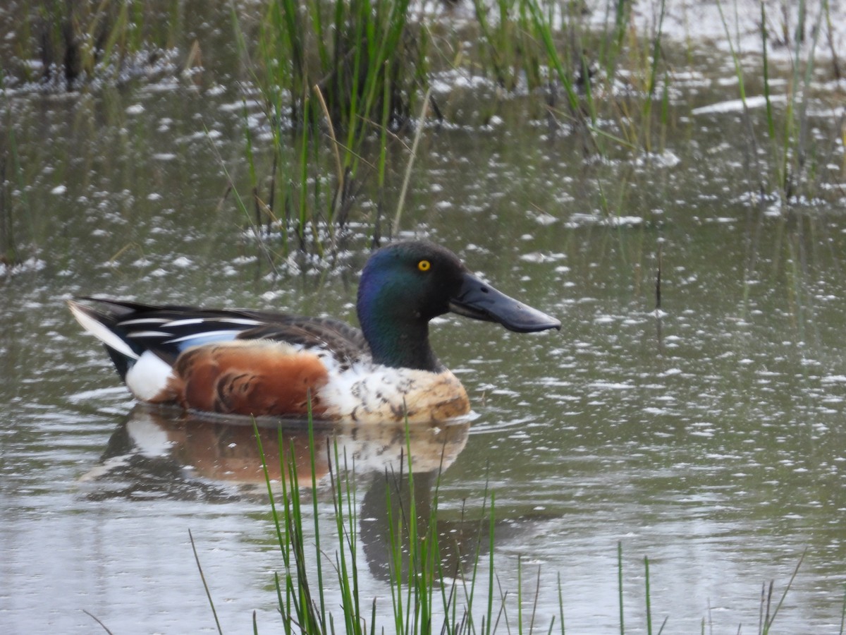 Northern Shoveler - Tom Parkinson