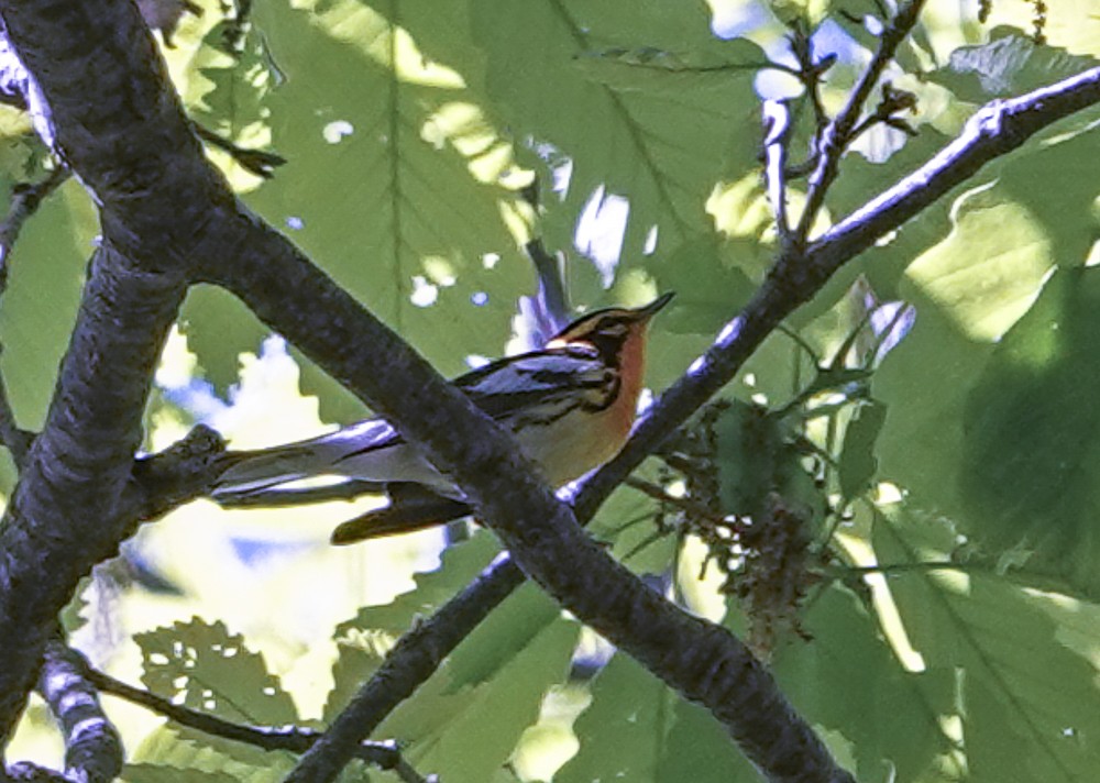 Blackburnian Warbler - Carena Pooth