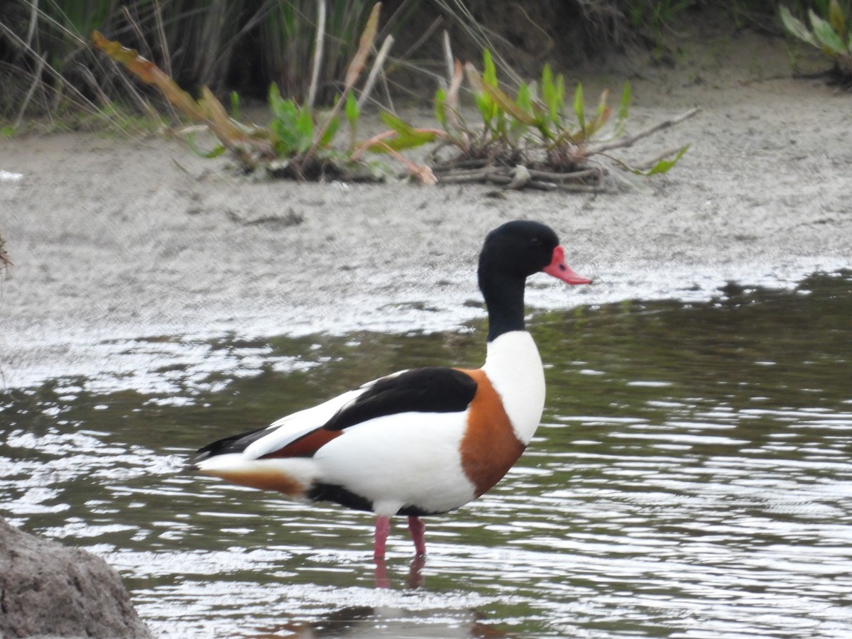 Common Shelduck - ML618906264