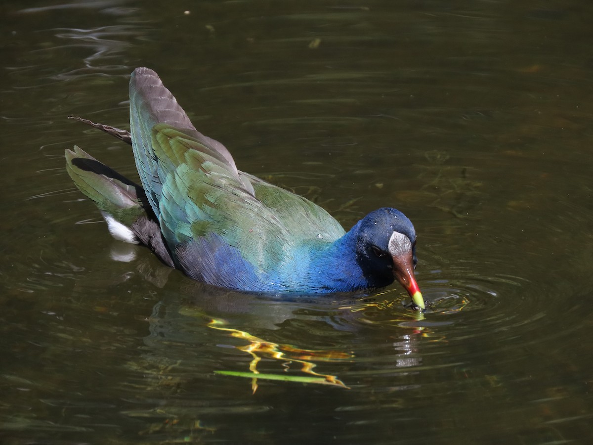 Purple Gallinule - ML618906265