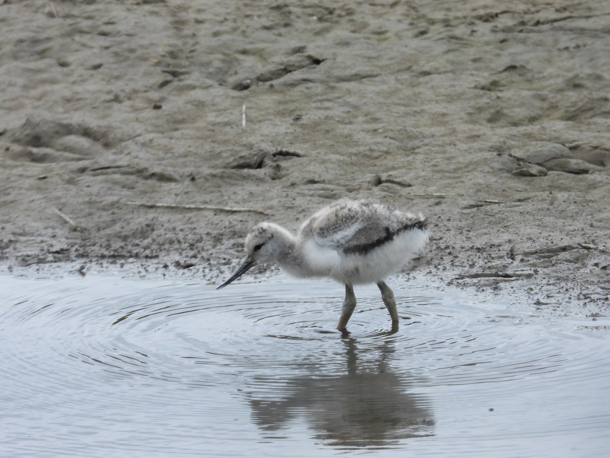 Avocette élégante - ML618906276