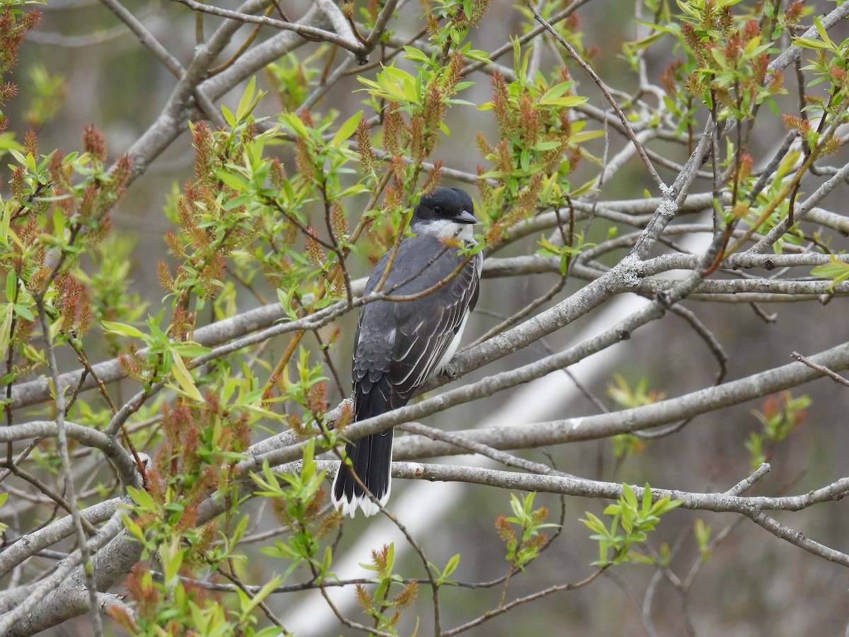 Eastern Kingbird - Trish Berube