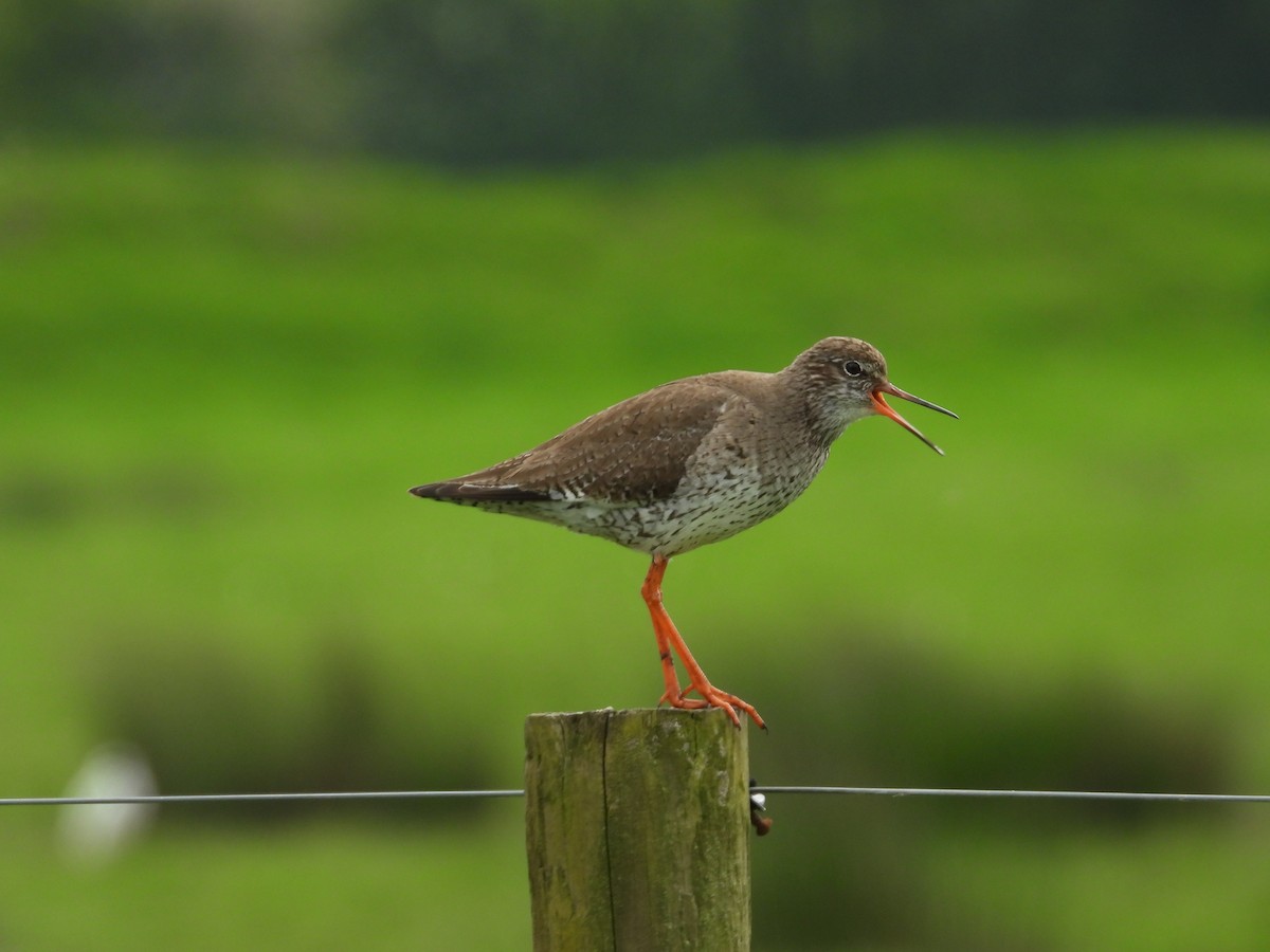 Common Redshank - ML618906283