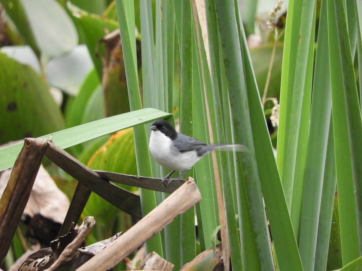 Black-capped Warbling Finch - ML618906290