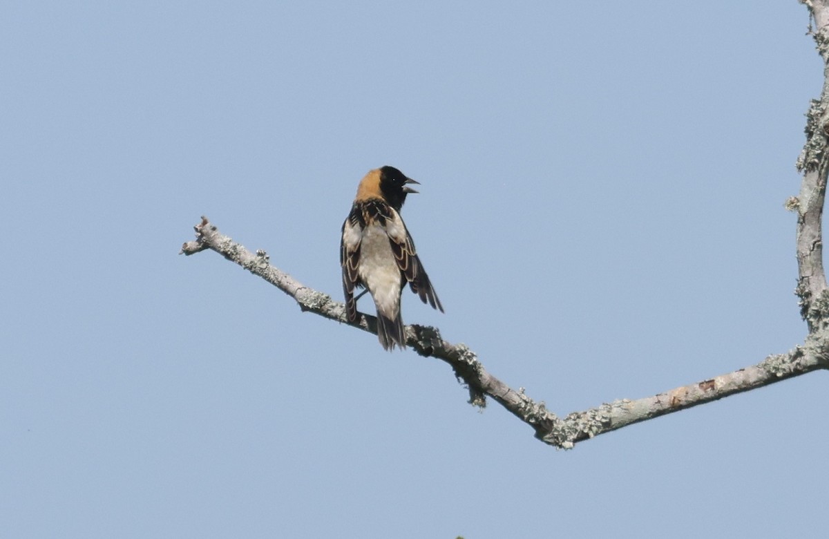 Bobolink - John Drummond