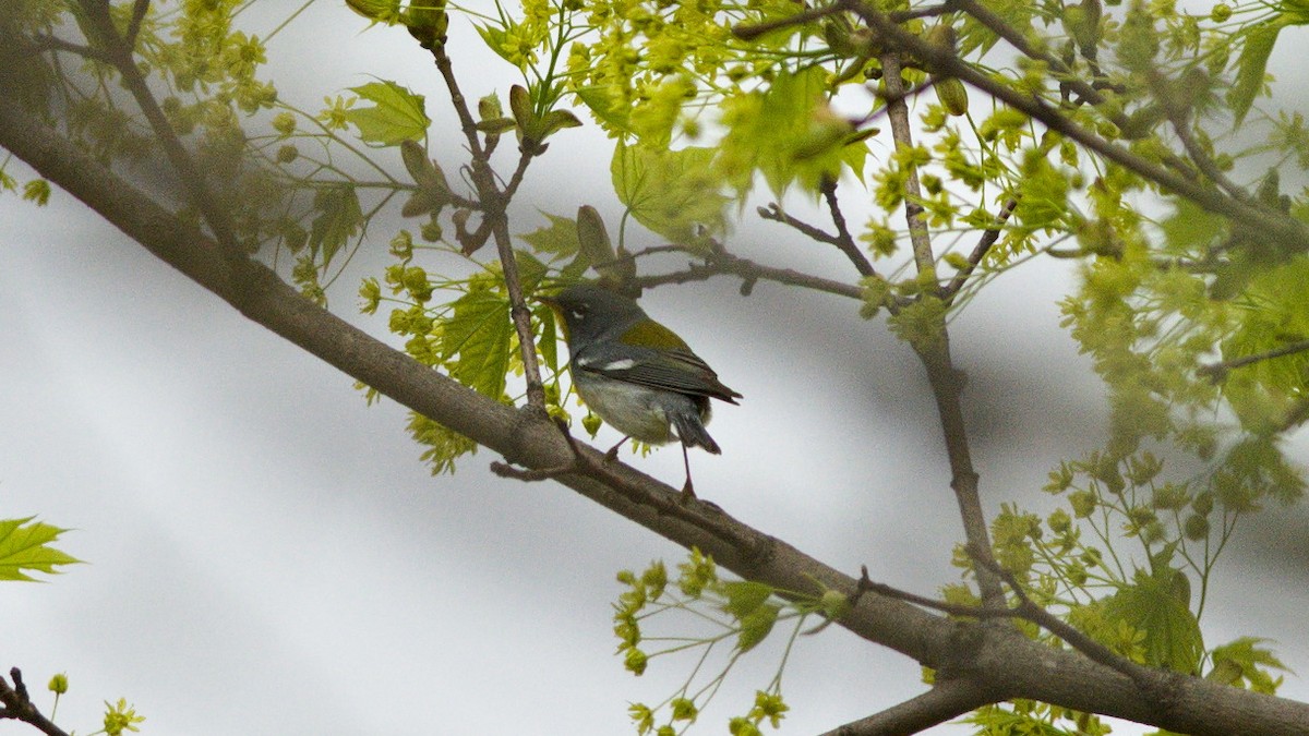 Northern Parula - Galya Dokshina