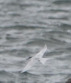 Roseate Tern - Steve Mayo