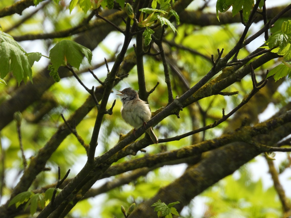 Greater Whitethroat - ML618906307