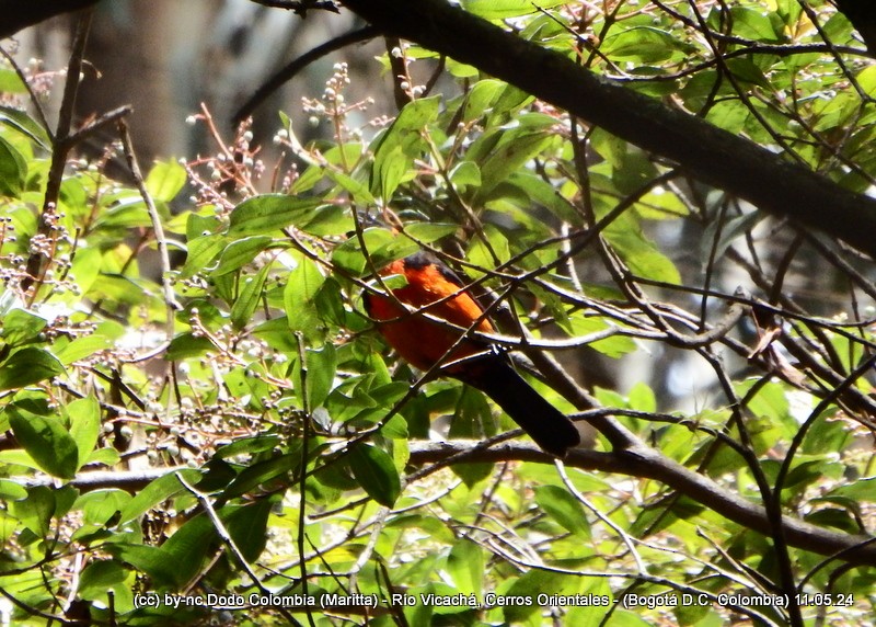 Scarlet-bellied Mountain Tanager - Maritta (Dodo Colombia)