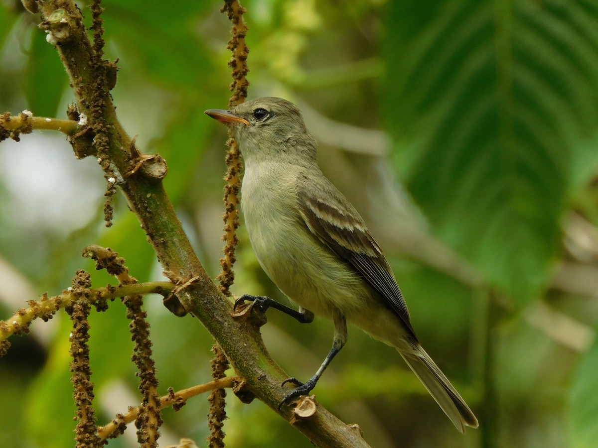 Northern Beardless-Tyrannulet - Ariel Fonseca