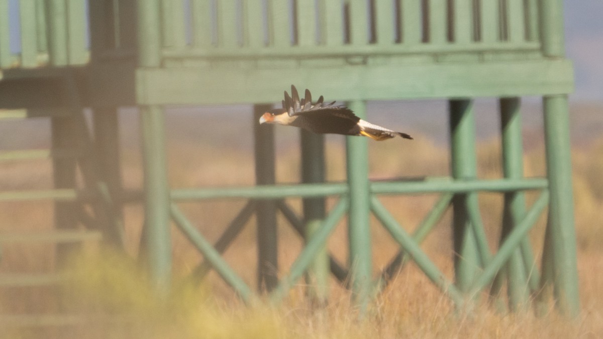 Crested Caracara - ML618906341