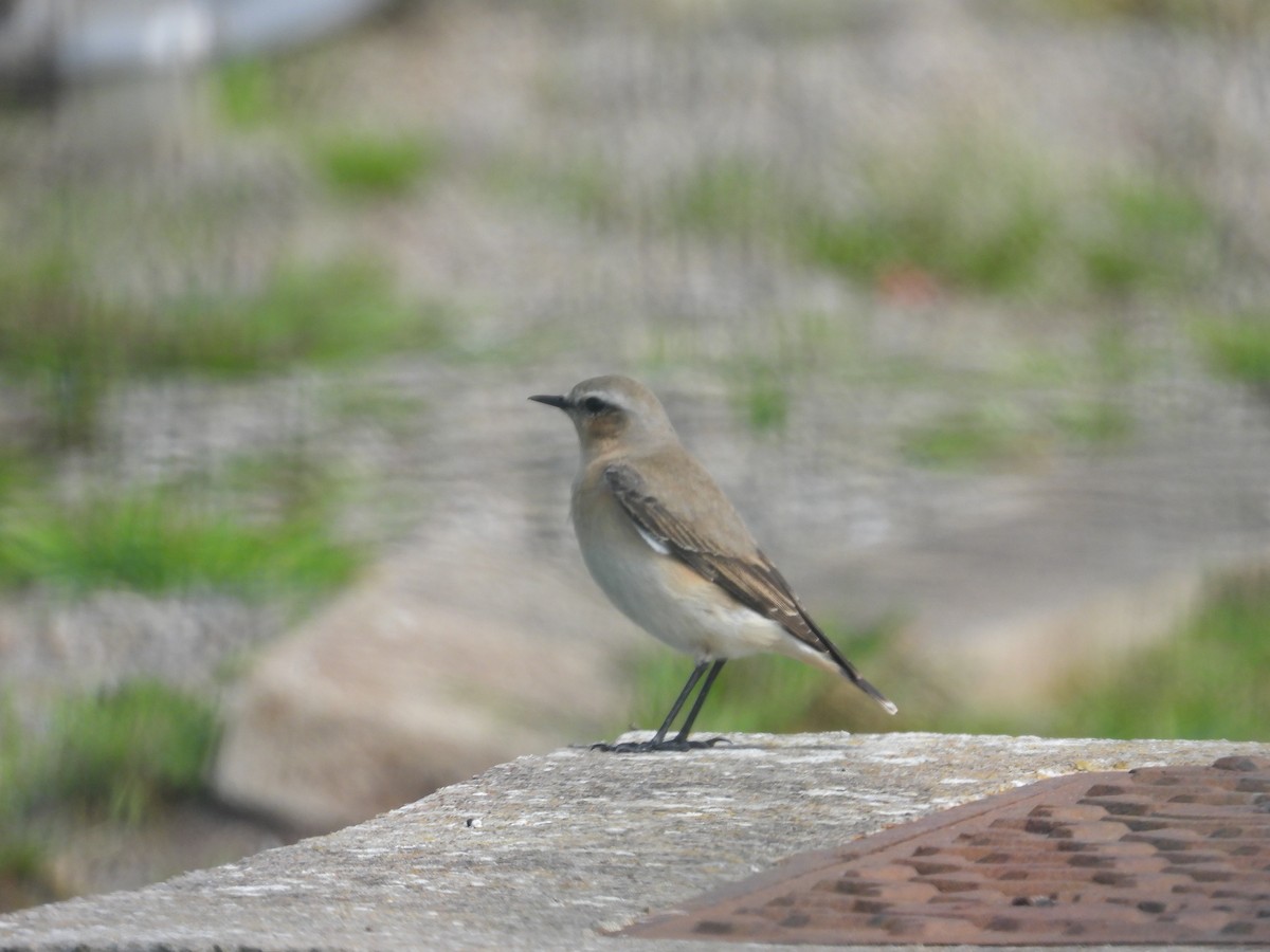 Northern Wheatear - Tom Parkinson