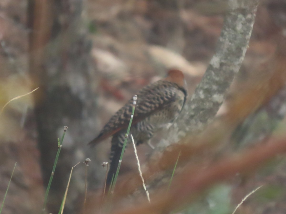 Carpintero Escapulario - ML618906343