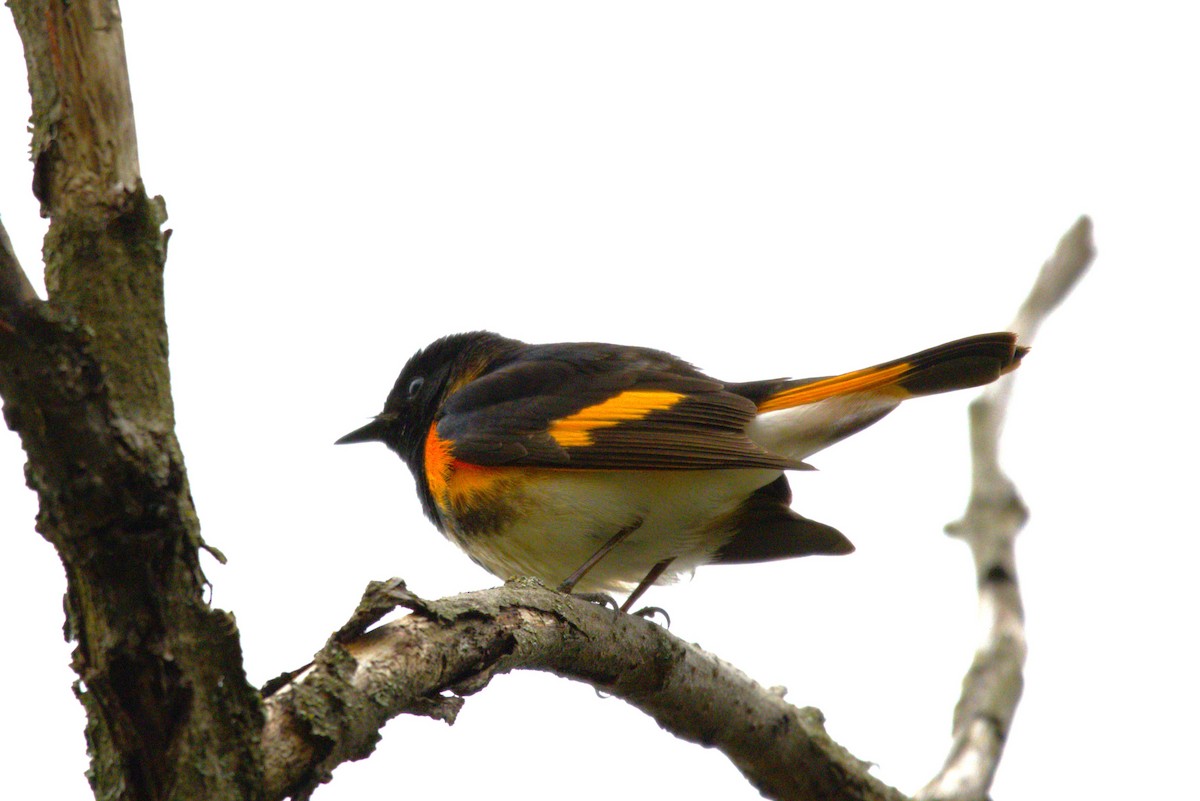 American Redstart - Michel Marsan