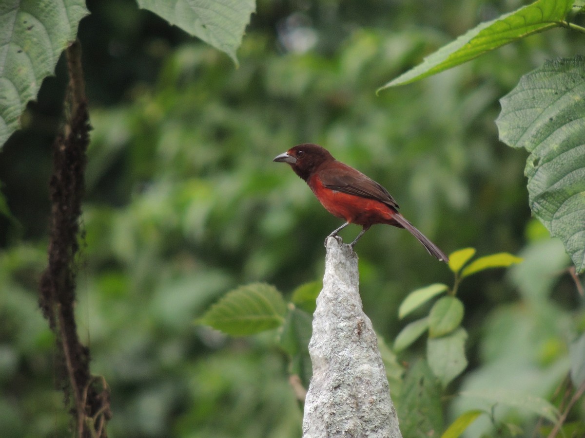 Silver-beaked Tanager - Carolina Dávila