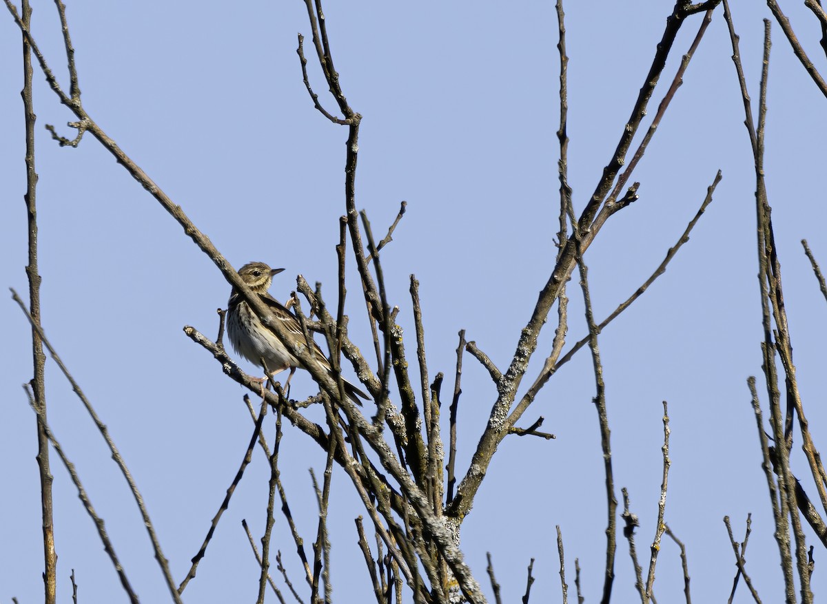 Tree Pipit - ML618906372