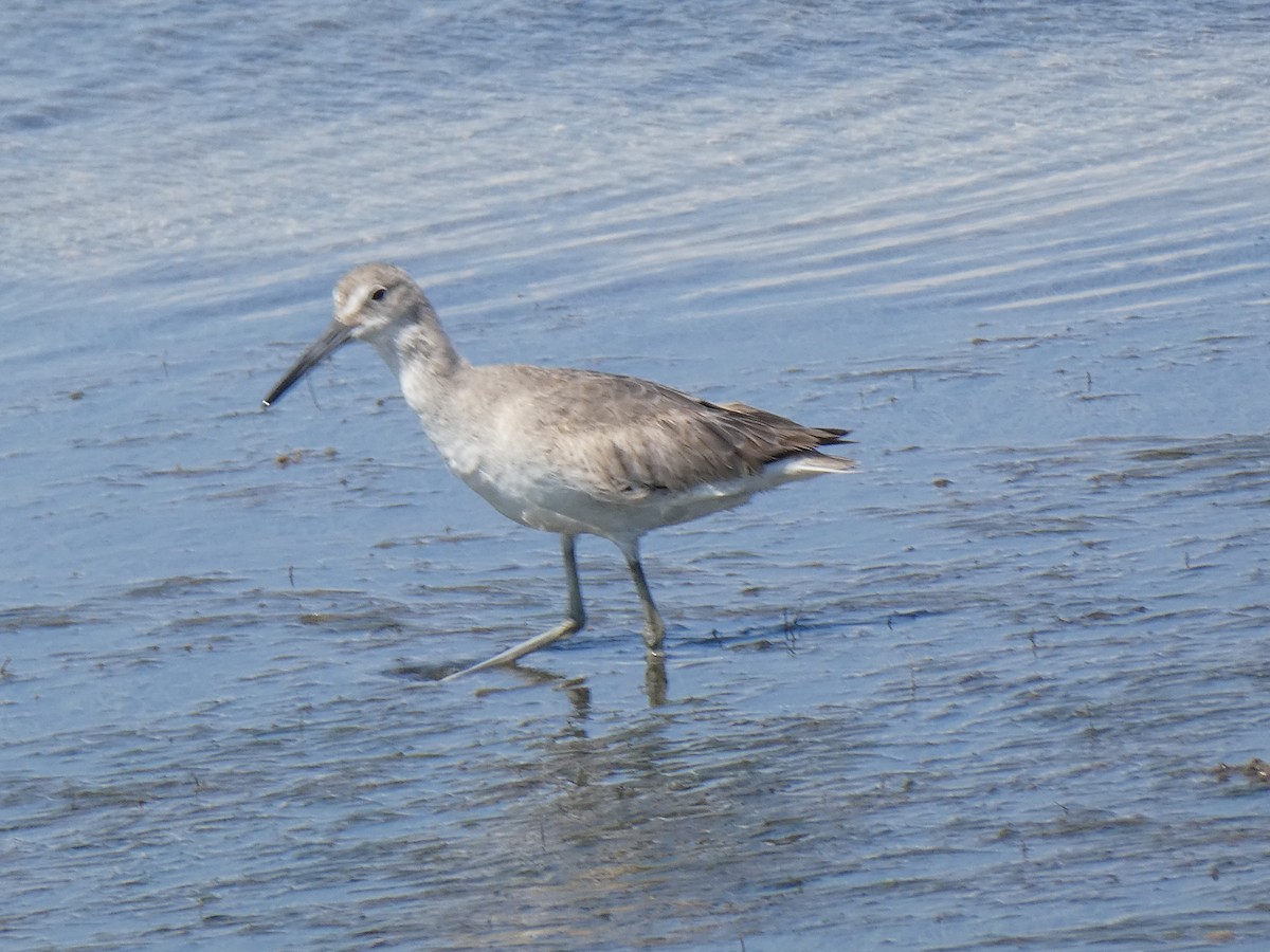 Willet - Thomas Ouchterlony